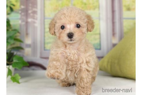 成約済の神奈川県のタイニープードル-236220の2枚目