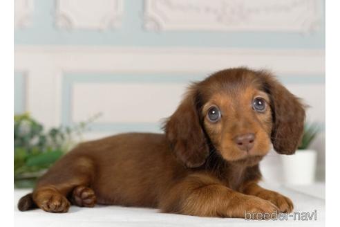 成約済の神奈川県のミニチュアダックスフンド(ロングヘアード)-236228の4枚目