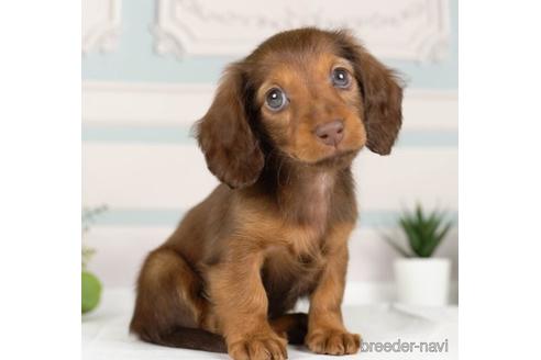 成約済の神奈川県のミニチュアダックスフンド(ロングヘアード)-236228