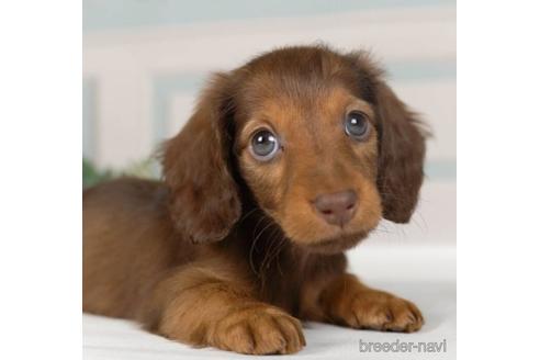 成約済の神奈川県のミニチュアダックスフンド(ロングヘアード)-236228の5枚目