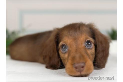 成約済の神奈川県のミニチュアダックスフンド(ロングヘアード)-236228の3枚目