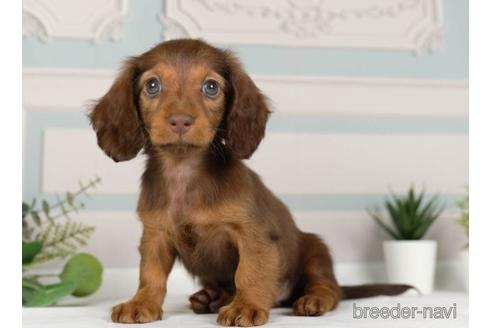 成約済の神奈川県のミニチュアダックスフンド(ロングヘアード)-236228の2枚目