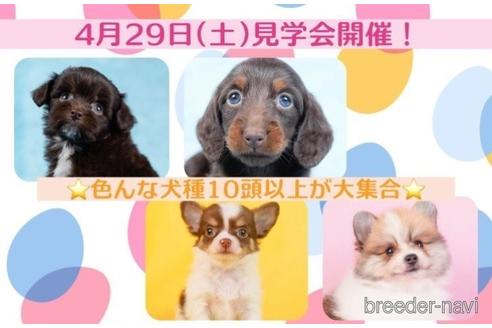 成約済の東京都のトイプードル-236253の3枚目