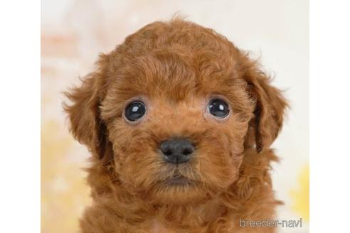 成約済の千葉県のトイプードル-236258の4枚目