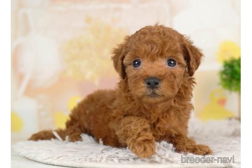 成約済の千葉県のトイプードル-236258の5枚目