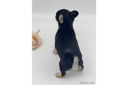 成約済の愛知県のチワワ(スムースコート)-236268の7枚目