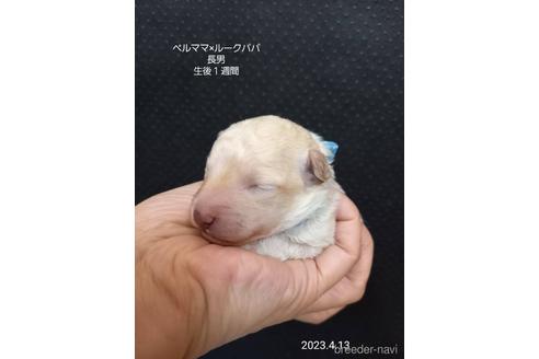 成約済の大阪府のティーカッププードル-232700の6枚目