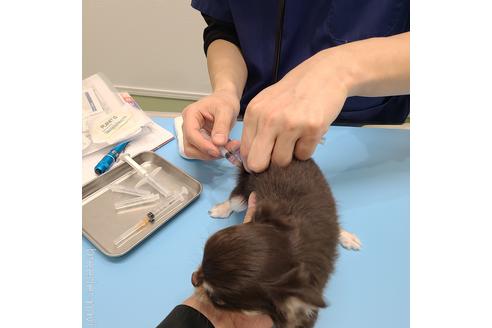 成約済の愛知県のチワワ(ロングコート)-231928の3枚目