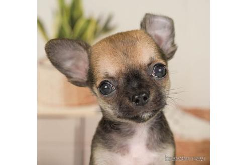 成約済の神奈川県のチワワ(スムースコート)-236310