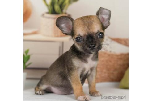 成約済の神奈川県のチワワ(スムースコート)-236310の5枚目