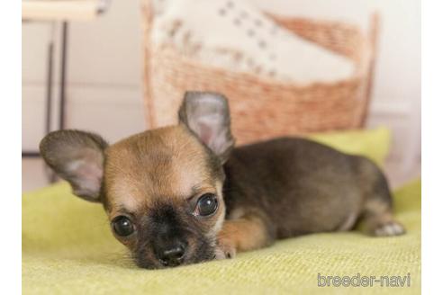 成約済の神奈川県のチワワ(スムースコート)-236310の4枚目