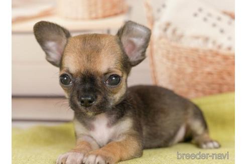 成約済の神奈川県のチワワ(スムースコート)-236310の3枚目