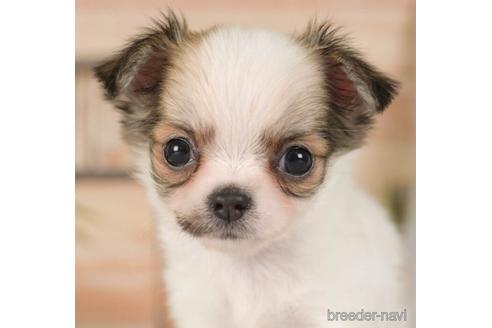 成約済の神奈川県のチワワ(ロングコート)-236312