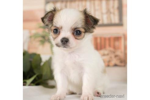 成約済の神奈川県のチワワ(ロングコート)-236312の5枚目