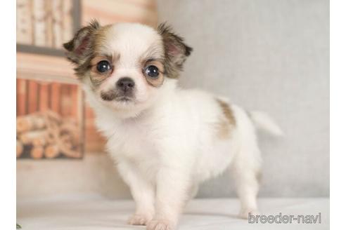 成約済の神奈川県のチワワ(ロングコート)-236312の4枚目