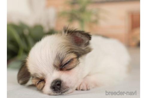 成約済の神奈川県のチワワ(ロングコート)-236312の3枚目