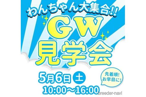 成約済の神奈川県のチワワ(ロングコート)-236312の2枚目