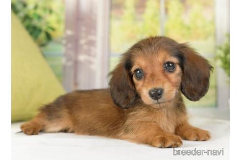 成約済の神奈川県のミニチュアダックスフンド(ロングヘアード)-236315の2枚目