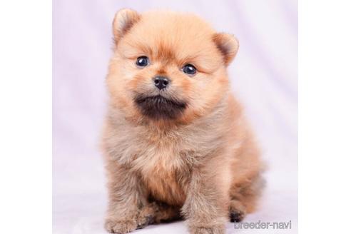 成約済の千葉県のポメラニアン-236323の1枚目