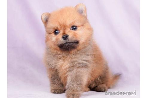 成約済の千葉県のポメラニアン-236323の5枚目