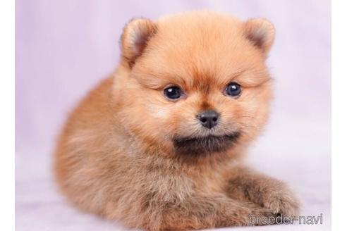 成約済の千葉県のポメラニアン-236323の3枚目