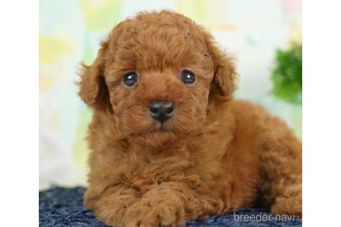 成約済の千葉県のトイプードル-236331の1枚目