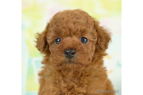 成約済の千葉県のトイプードル-236331の5枚目