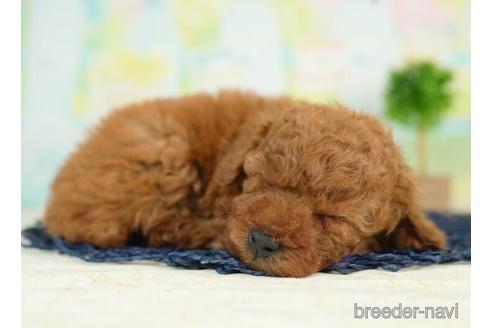 成約済の千葉県のトイプードル-236331の4枚目