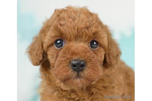 成約済の千葉県のトイプードル-236333の5枚目