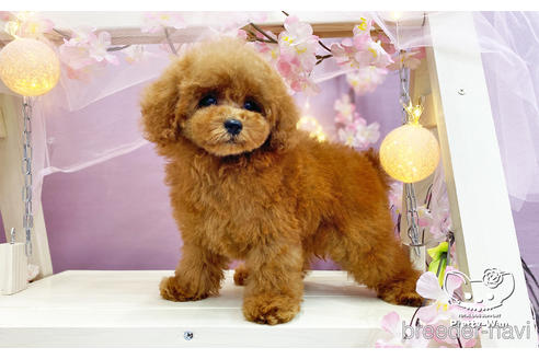 成約済の愛知県のタイニープードル-231383の2枚目