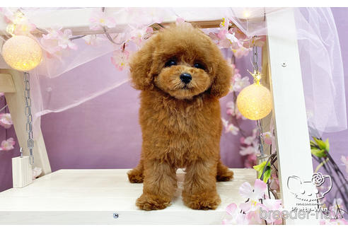 成約済の愛知県のタイニープードル-231383の5枚目