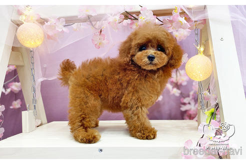 成約済の愛知県のタイニープードル-231383の3枚目