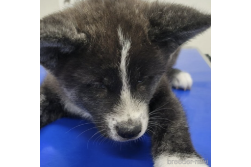 販売中の北海道の秋田犬-236388