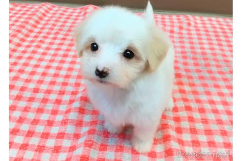 成約済の静岡県のマルプー:マルチーズ×トイプードル-232775の7枚目