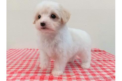 成約済の静岡県のマルプー:マルチーズ×トイプードル-232775の6枚目
