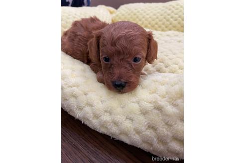 成約済の茨城県のトイプードル-236435の6枚目