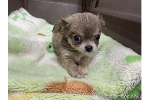 成約済の愛媛県のチワワ(ロングコート)-235423の4枚目