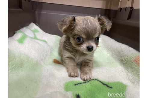 成約済の愛媛県のチワワ(ロングコート)-235423の3枚目