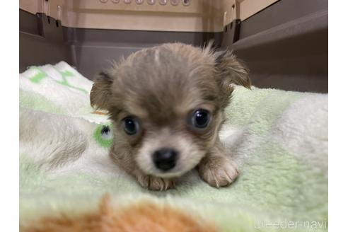 成約済の愛媛県のチワワ(ロングコート)-235423の2枚目