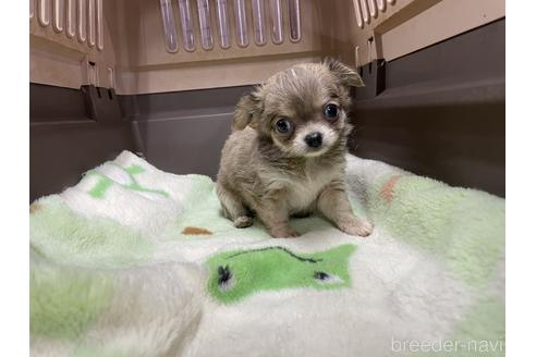 成約済の愛媛県のチワワ(ロングコート)-235423の1枚目