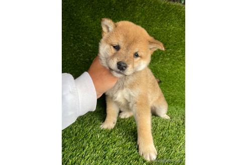 成約済の広島県の柴犬-231380の1枚目