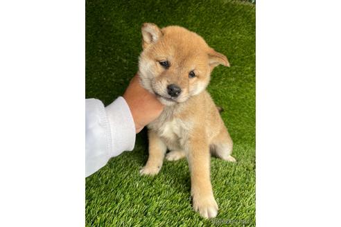 成約済の広島県の柴犬-231380の4枚目