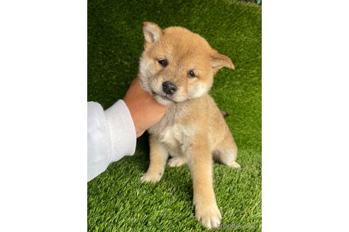成約済の広島県の柴犬-231380の2枚目