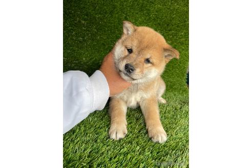 成約済の広島県の柴犬-231380の3枚目