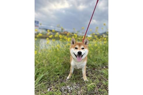 のの柴犬-