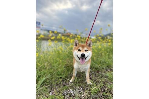 花紅弥（かぐや）ちゃん1枚目