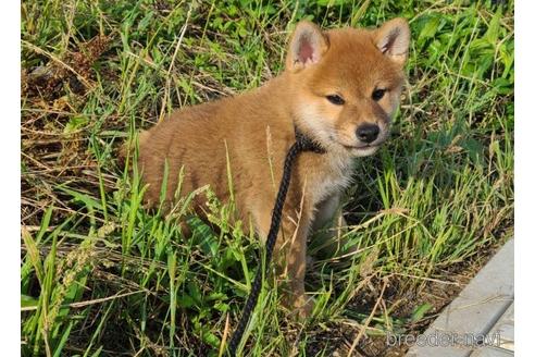 花紅弥（かぐや）ちゃん1枚目