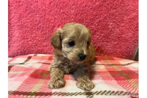 成約済の愛知県のマルプー:マルチーズ×トイプードル-234959の4枚目
