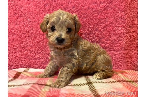 成約済の愛知県のマルプー:マルチーズ×トイプードル-234959の3枚目