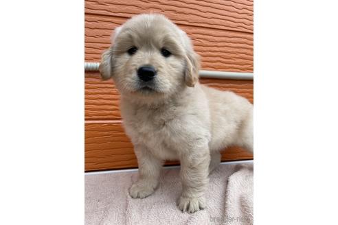 成約済の茨城県のゴールデンレトリーバー-236571の16枚目